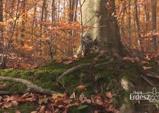Az erdőgazdaságok több mint 16 milliárdot költöttek az erdei turizmus fejlesztésére – 2017.11.06