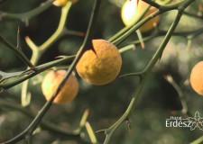 A Jeli Arborétum jeges csodái_2017. november