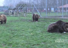 Zöld Világ 2017-12-08-i adása, benne a medvék téli álma