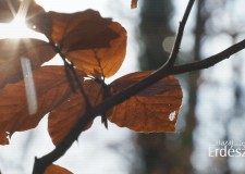 A Baláta-tó csodái Cipán Ferenc idegenvezetővel – 2017.11.25.