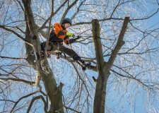 Alpintechnika és örökerdők a Pilisi Parkerdőben – 2017.12.08.