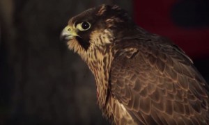 Magyar vizsla, bajor véreb, sólyom egyszerre az ECHO TV stúdiójában! – A ZÖLD VILÁG – 2018.05.25-i, pénteki ajánlója