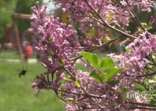 A tavaszt várva: Madárszemmel – A Kecskeméti Arborétum és környéke – 2017. május