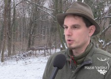 Vaddisznók Budapest határában – Kovács Ferenc erdőgondnok, Pilisi Parkerdő Zrt. – 2018 január
