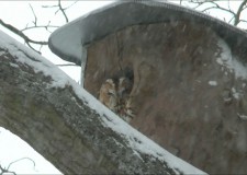 Elkészült a telelő erdei fülesbaglyok országos lakossági felmérésének összesítése – 2018.02.26.