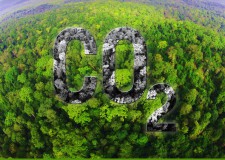 Az erdők szerepe a klímaváltozás hatásainak csökkentésében – Szénmegkötés
