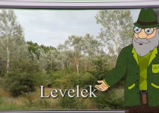 Erdő Ernő Bácsi meséi – Hányféle levél létezik?