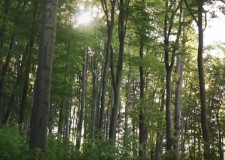 Madárszemmel – A Bakony két arca: Bakonybéli Pörgöl-barlang, Hubertlaki tó (Bakonyi „gyilkos”-tó)