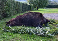 NIMRÓD Percek: Egy gigantikus vaddisznó elejtésének részletei – 222. – 2018.07.07-i adás