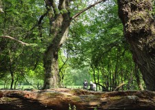 BOR, HALÁSZLÉ, GEMENC  – Az augusztus 20-i hosszú hétvégén különleges programokkal várja az ünneplőket a gemenci  erdőgazdaság