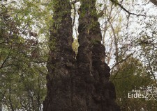 Madárszemmel – A Pörbölyi Titán – Magyarország legnagyobb törzskörméretű fája