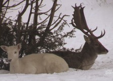A Koloska-völgy télen