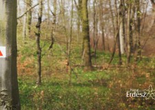 Lakossági felhívás – a talált madárfiókák többsége nem árva, nem szorul megmentésre, ne szedjük össze őket!