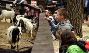 Új, modern parasztudvarral bővül az idén 40 éves Budakeszi Vadaspark