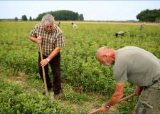 Reviczkyvel az Erdőben II. évad 12 epizódja a HÍR TV csatornán 2019.06.25-én, kedden 13:05 órakor – 11/12. Kaszó Kupa – Verseny a javából! – 12/12. A somogyszobi kincses erdő