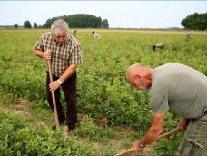 Reviczkyvel az Erdőben II. évad 12 epizódja a HÍR TV csatornán 2019.06.25-én, kedden 13:05 órakor – 11/12. Kaszó Kupa – Verseny a javából! – 12/12. A somogyszobi kincses erdő