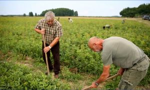 Reviczkyvel az Erdőben II. évad 12 epizódja a HÍR TV csatornán 2019.06.25-én, kedden 13:05 órakor – 11/12. Kaszó Kupa – Verseny a javából! – 12/12. A somogyszobi kincses erdő