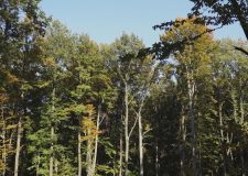 M5 csatorna – Szálalásos és vágásos erdőgazdálkodás – 2. adás – 2019.11.30.