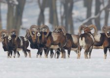 Erdei állatok a téli erdőben – 10. adás – 2020.02.22.