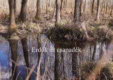 Nemzeti Kincsünk az Erdő – Erdők és csapadék – 10. adás – 2020.02.22.