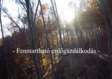 Nemzeti Kincsünk az Erdő – Fenntartható erdőgazdálkodás