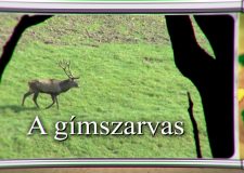 Erdő Ernő Bácsi meséi – Milyen állat a gímszarvas? – 9. adás – 2020.02.15.