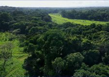 M5 csatorna – Bajban az afrikai esőerdők! – 2020/8. adás – 2020.03.21.