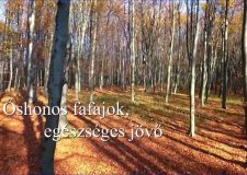 M5 csatorna – Fafajcserés erdőátalakítás – 2020/8. adás – 2020.03.21.