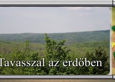 M5 csatorna – Erdő Ernő bácsi meséi – Tavasszal az erdőben… – 2020/11. adás – 2020.04.11.