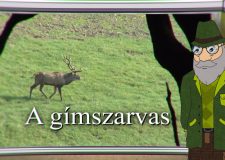 M5 TV – Erdő Ernő bácsi meséi – Milyen állat a gímszarvas? – 2020/37. adás – 2020.10.10.