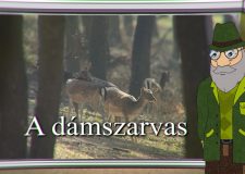 M5 TV – Erdő Ernő bácsi meséi – Milyen állat a dámszarvas? – 2020/39. adás – 2020.10.24.