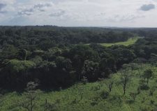 M5 TV – Az esőerdők élővilágának fontossága – 2020/45. adás – 2020.12.05.