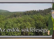 M5 TV – Erdő Ernő bácsi meséi – Többféle erdő létezik? – 2021/13. adás – 2021.03.27.