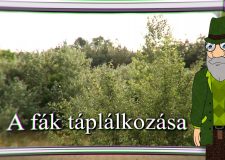 M5 TV – Erdő Ernő bácsi meséi – Mivel táplálkoznak a fák? – 2021/12. adás – 2021.03.20.