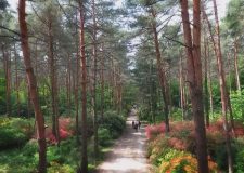 M5 TV – Nemzeti Kincsünk az Erdő – Arborétumok – 2021/23. adás – 2021.06.05.