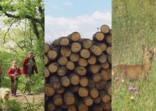 M5 TV – Nemzeti Kincsünk az Erdő – Az erdőgazdálkodás 3 célja – 2021/37. adás – 2021.09.11.