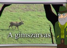 M5 TV – Erdő Ernő bácsi meséi – A gímszarvas – 2021/39. adás – 2021.09.25.