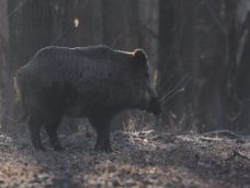 M5 TV – Erdei utakon – Reviczky Gáborral – Műsorajánló – 2021/49. adás – 2021.12.04. szombat 13:05