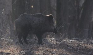 M5 TV – Erdei utakon – Reviczky Gáborral – Műsorajánló – 2021/49. adás – 2021.12.04. szombat 13:05