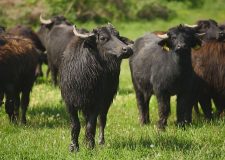 Reviczkyvel az Erdőben – Natúrparkok – 2022 – II. évad – 3/6 – Őrjeg és Szőlőhegyei Natúrpark