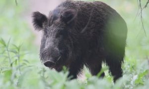 M5 TV – Erdei utakon – Reviczky Gáborral – Műsorajánló – 2022/26. adás – 2022.06.25. szombat 17:45