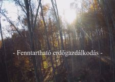 M5 TV – Nemzeti Kincsünk az Erdő – Fenntartható erdőgazdálkodás – 2022/36. adás – 2022.09.03.