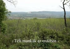 M5 TV – Nemzeti Kincsünk az Erdő – Téli munkák az erdőben – 2023/02. adás – 2023.01.15.