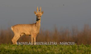 M5 TV – Erdei utakon – Reviczky Gáborral – Műsorajánló – 2023/13. adás – 2023.04.02 vasárnap 16:45
