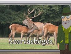 M5 TV – Erdő Ernő bácsi meséi – A szarvasbőgés – 2023/37. adás – 2023.09.17.