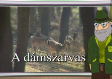 M5 TV – Erdő Ernő bácsi meséi – Dámszarvas – 2023/41. adás – 2023.10.15.