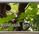 M5 TV – Erdő Ernő bácsi meséi – A madarak fészke – 2025/20. adás – 2025.05.18.