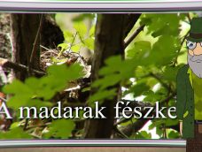 M5 TV – Erdő Ernő bácsi meséi – A madarak fészke – 2025/20. adás – 2025.05.18.