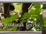 M5 TV – Erdő Ernő bácsi meséi – A madarak fészke – 2025/20. adás – 2025.05.18.