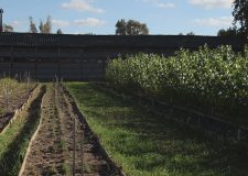M5 TV – Csemetekerttel a növényi génmegőrzésért – 2025/20. adás – 2025.05.18.